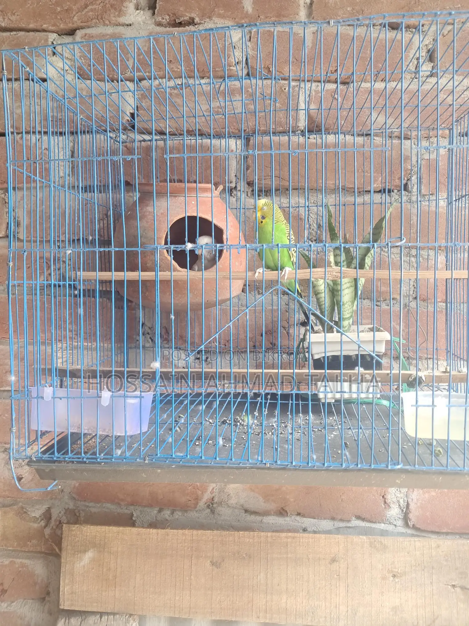 Budgerigar Birds