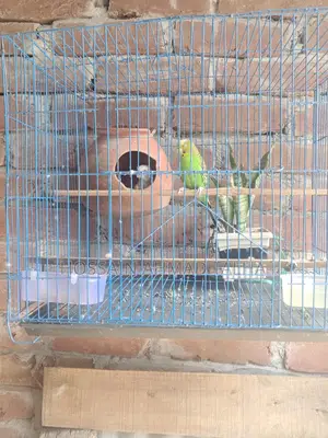 Budgerigar Birds