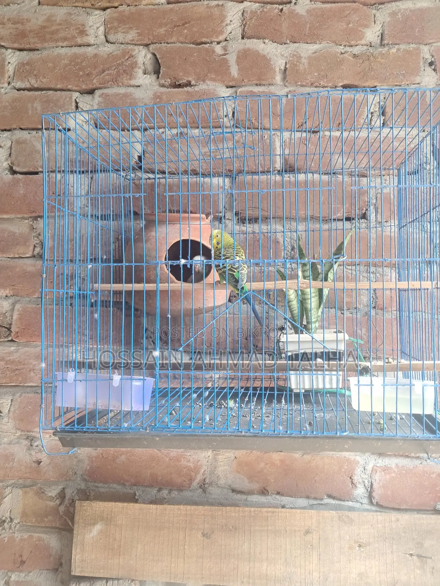 Budgerigar Birds
