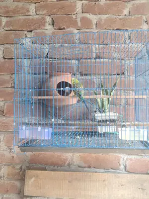 Budgerigar Birds