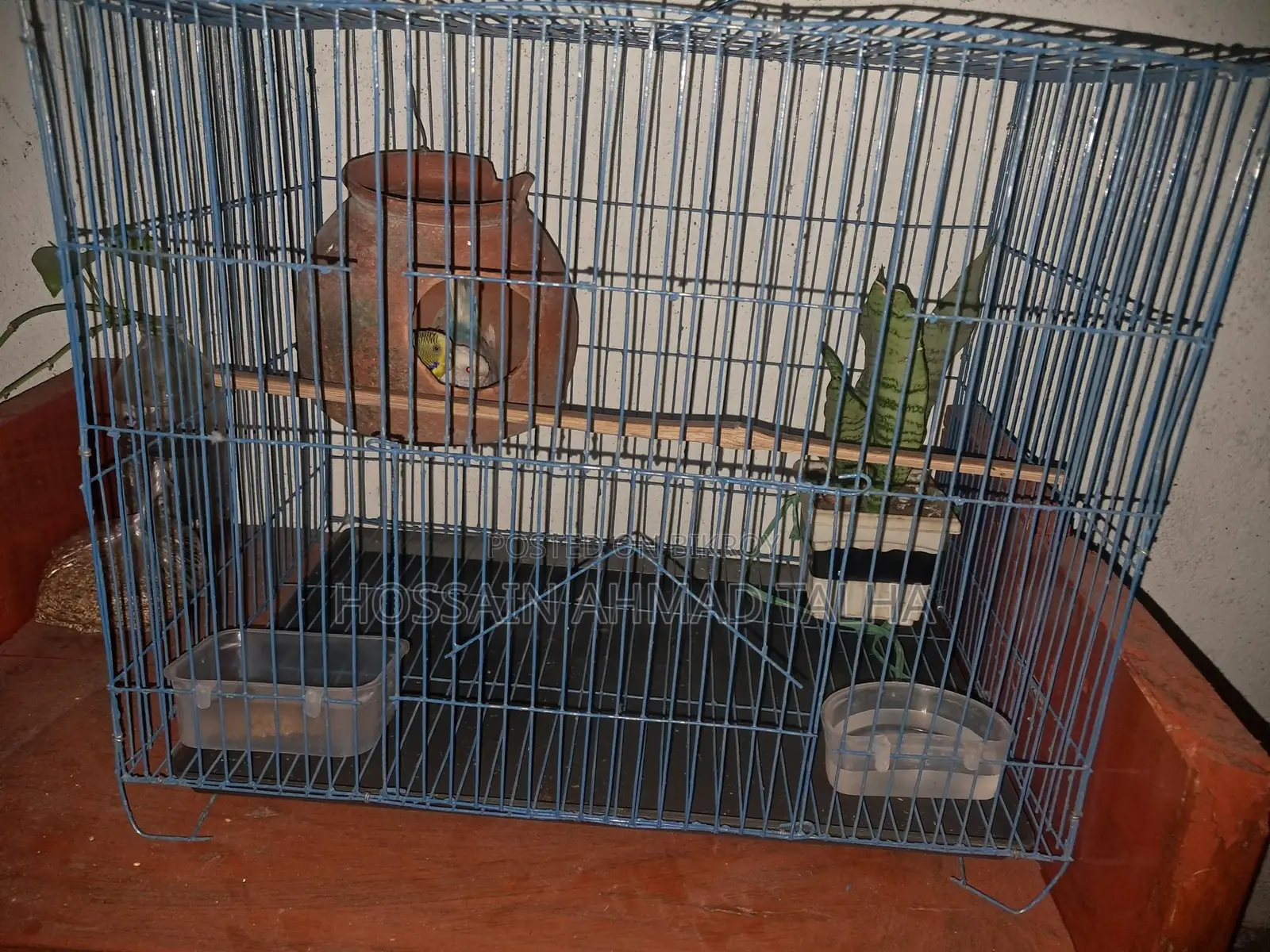 Budgerigar Birds
