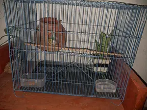Budgerigar Birds
