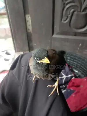 Shalik Bird