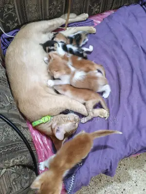 Cat for Adoption