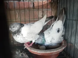 কবুতর জোড়া