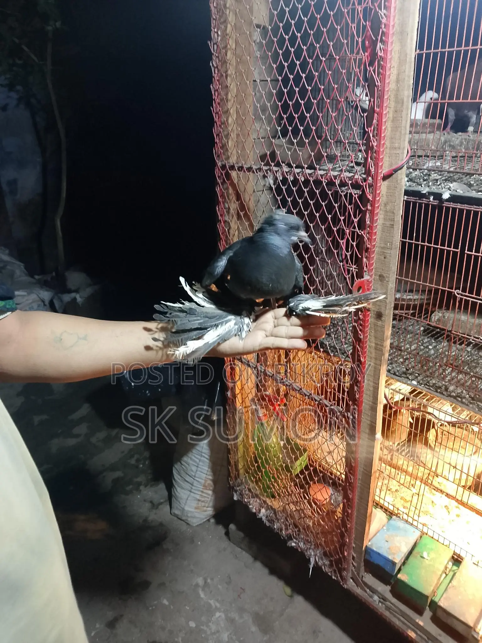 কবুতর পায়রা দেশি