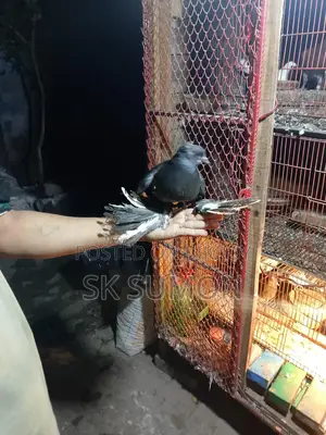 কবুতর পায়রা দেশি