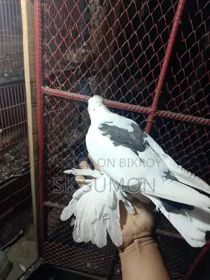কবুতর পায়রা দেশি
