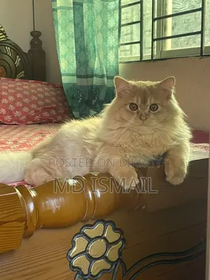 পারশিয়ান বিড়াল
