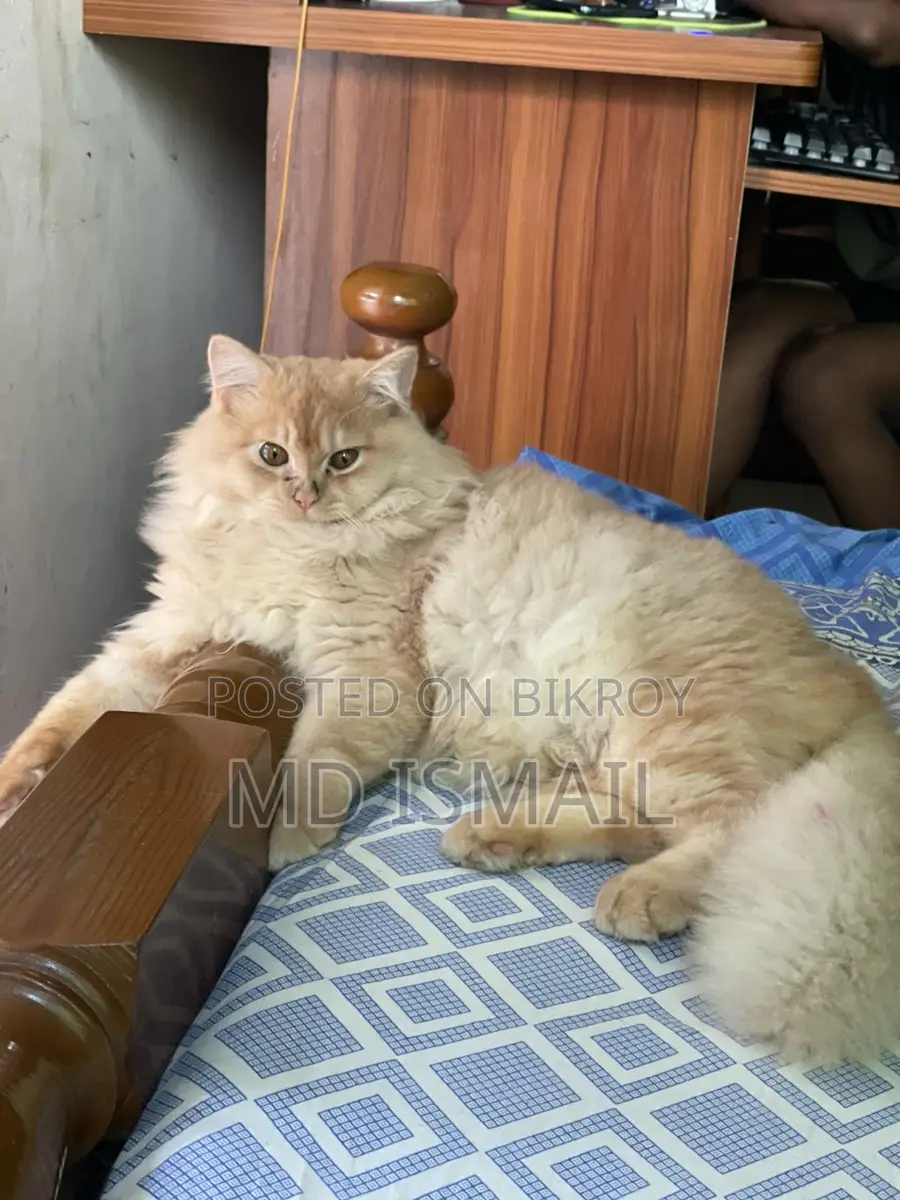 পারশিয়ান বিড়াল