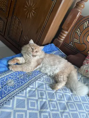 পারশিয়ান বিড়াল