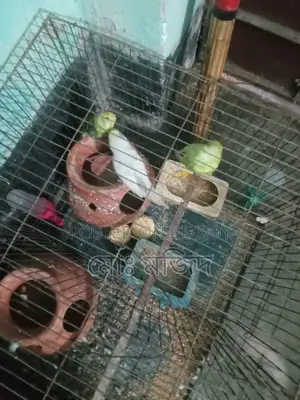 Active Budgie Birds