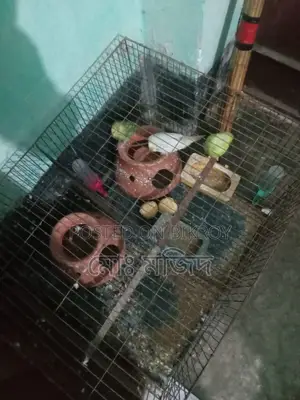 Active Budgie Birds