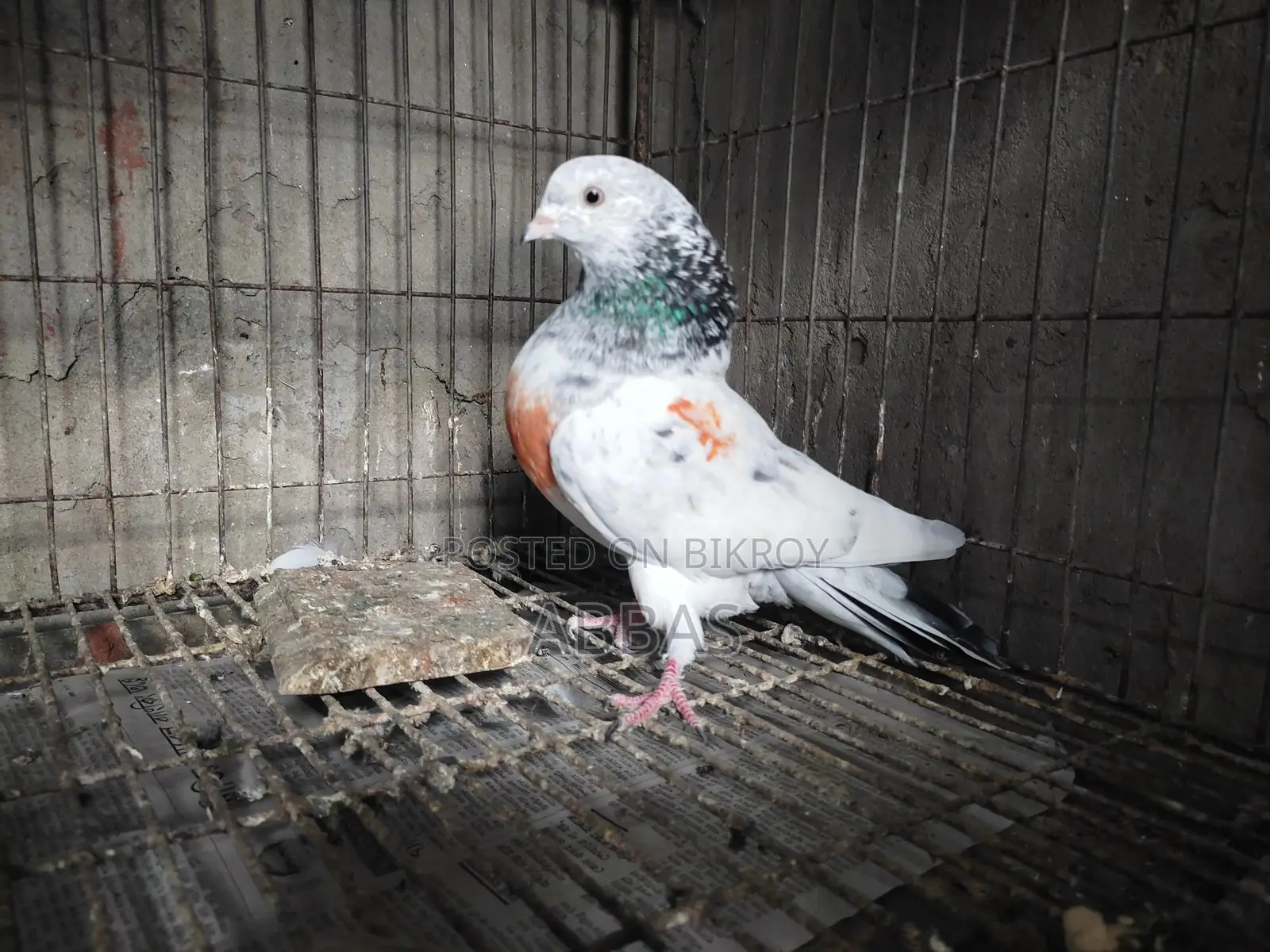 টানা গলা মাদি বিগ সাইজ