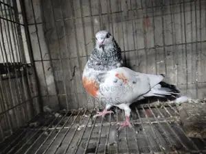 টানা গলা মাদি বিগ সাইজ