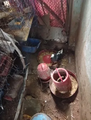 Female Pigeon for Sale