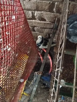 Female Pigeon for Sale