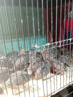 Quail Bird Pair 100 Taka