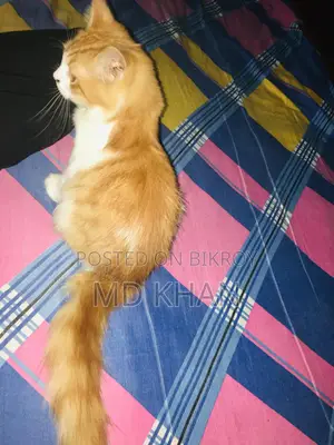 মেল পারসিয়ান