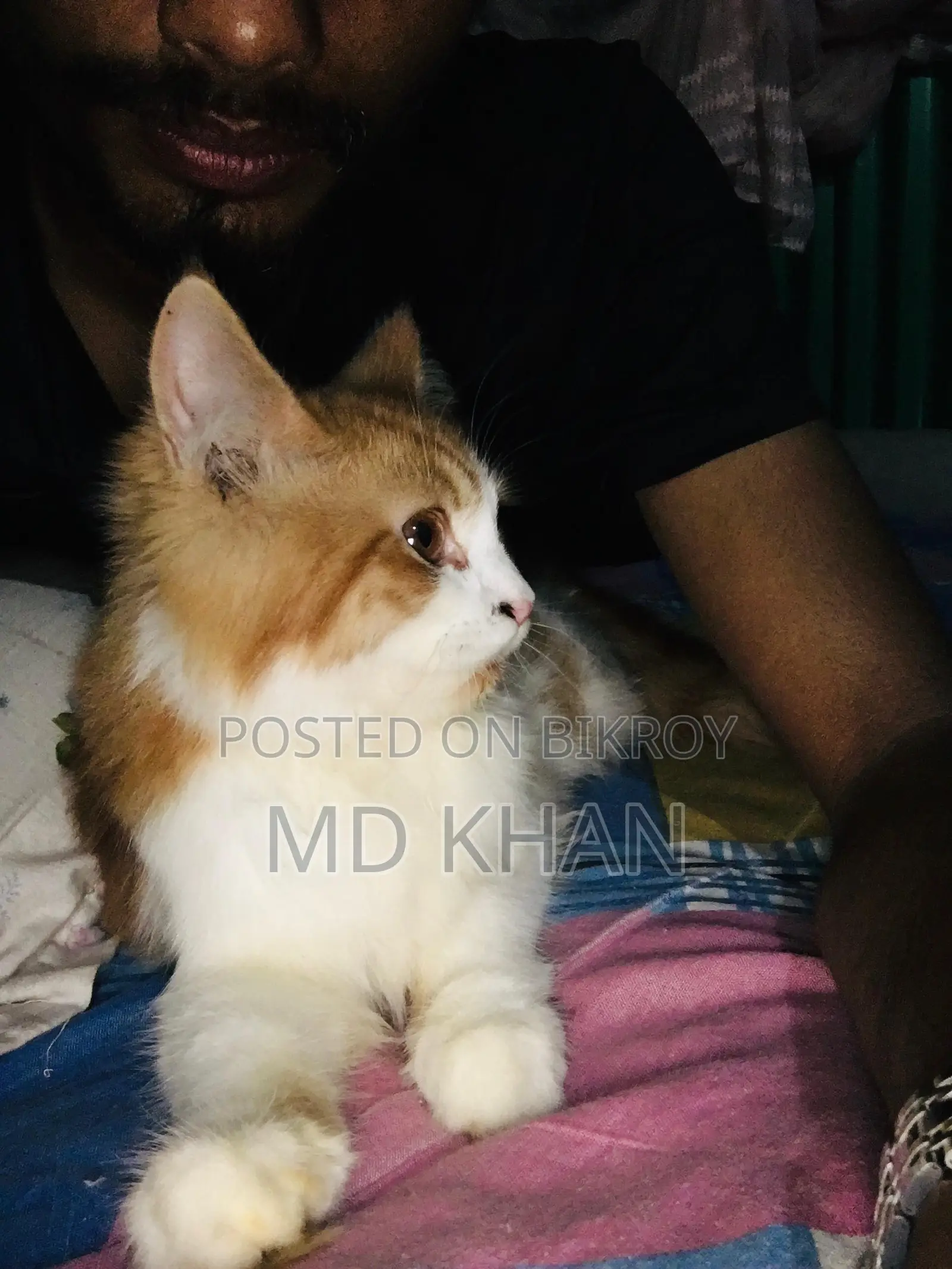 মেল পারসিয়ান