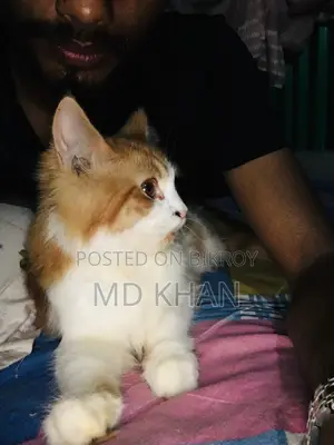 মেল পারসিয়ান