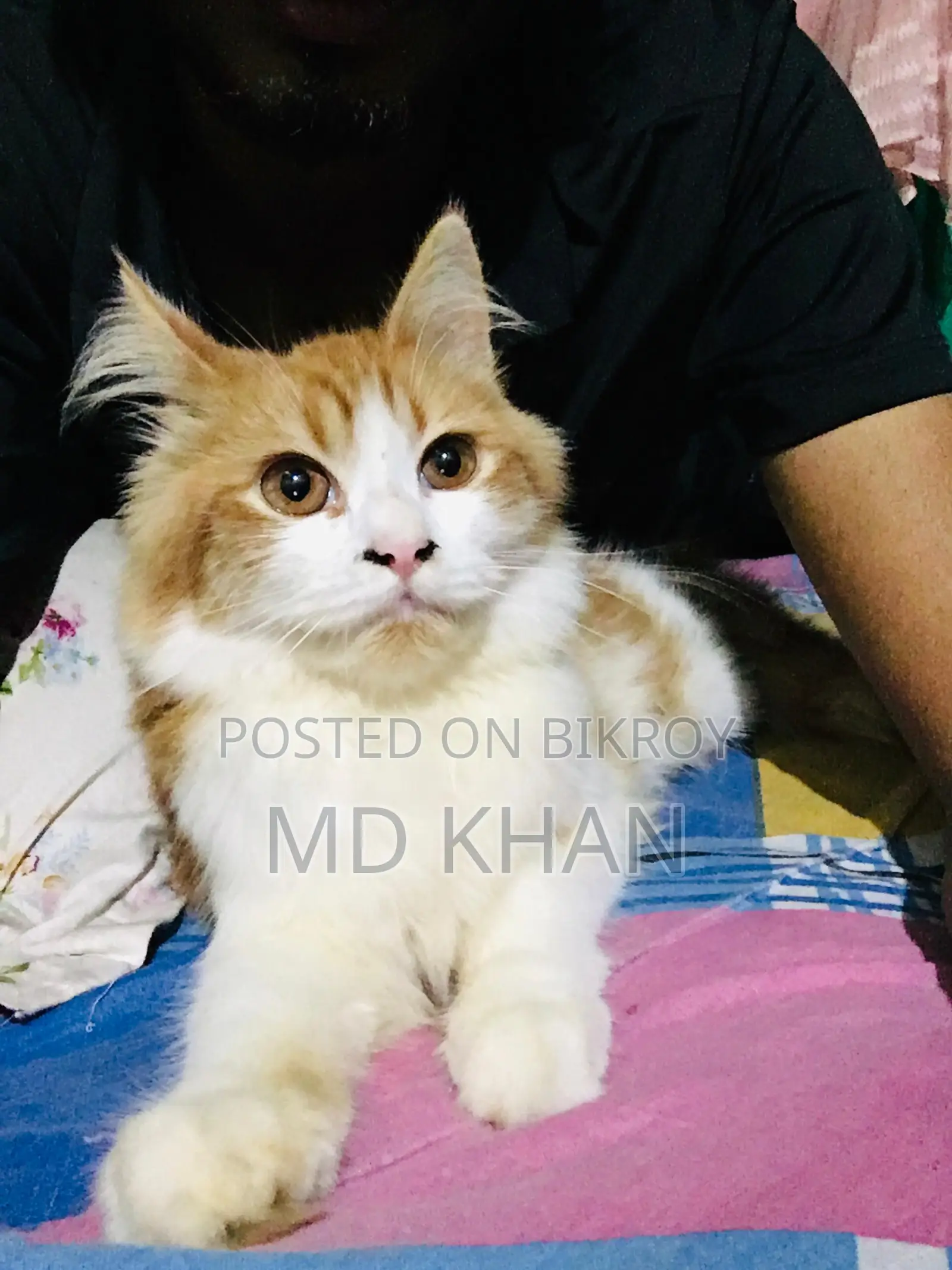 মেল পারসিয়ান