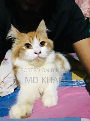 মেল পারসিয়ান