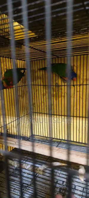Yellow Collared Lory
