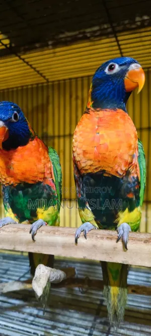 Yellow Collared Lory