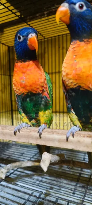 Yellow Collared Lory