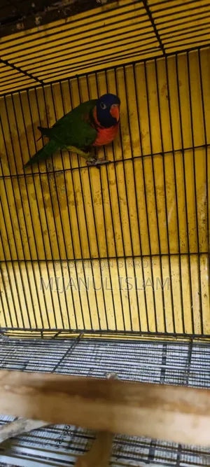 Yellow Collared Lory