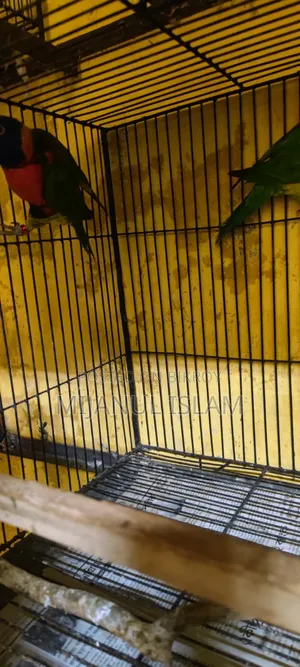 Yellow Collared Lory