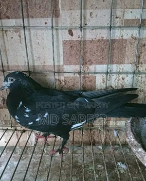 2 টা গৃহবাজ মাদি।