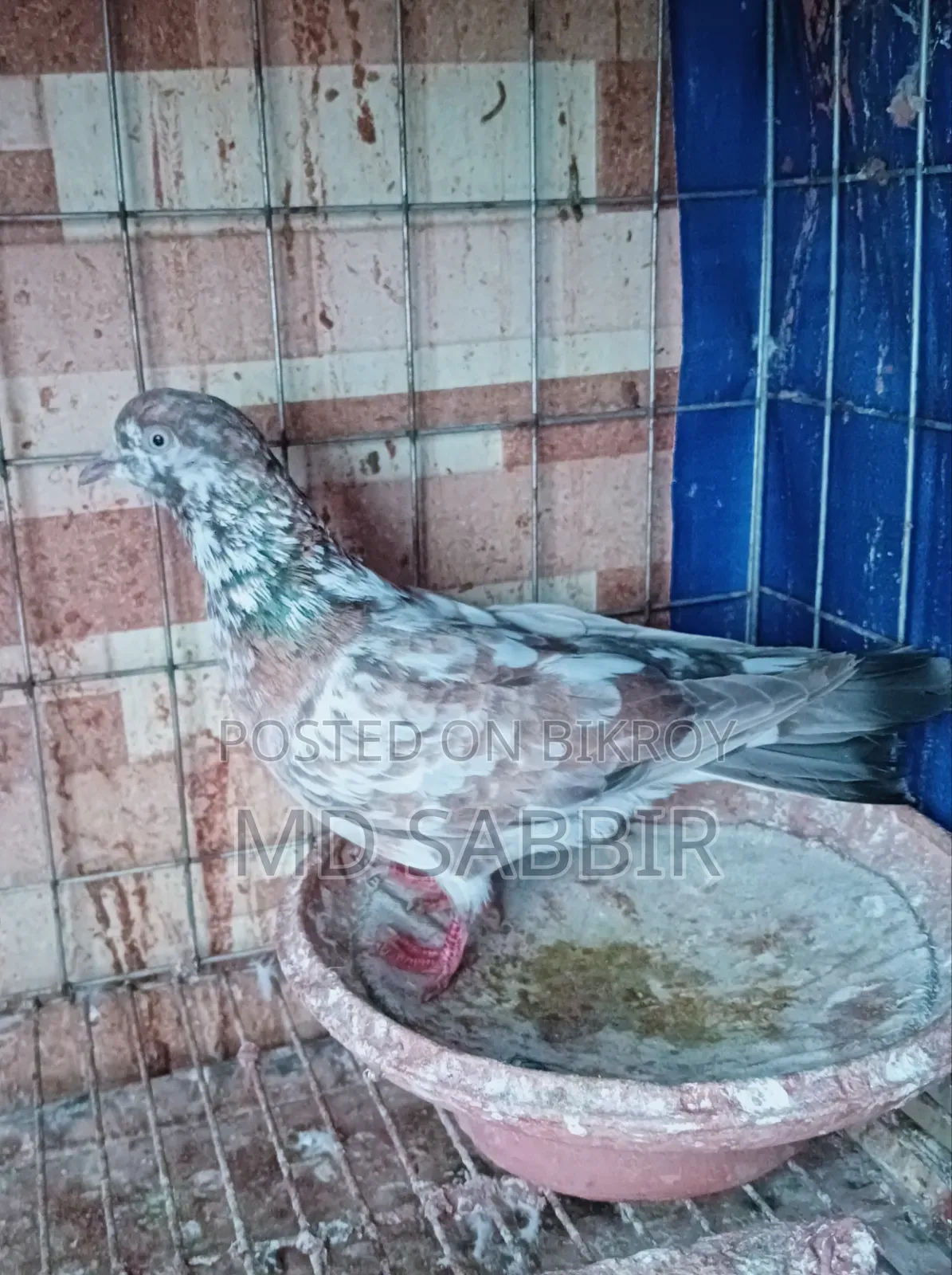 2 টা গৃহবাজ মাদি।