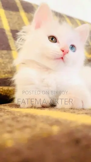 Persian Dual Colour Eyes Cat
