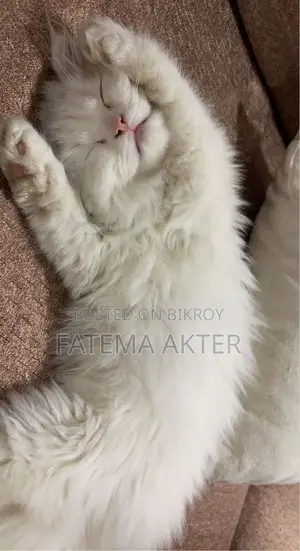 Persian Dual Colour Eyes Cat