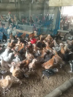১০০% দেশী মুরগির বাচ্চা।