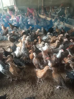 ১০০% দেশী মুরগির বাচ্চা।