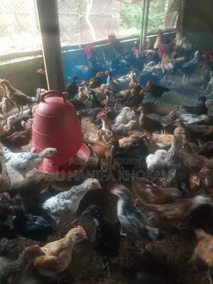 ১০০% দেশী মুরগির বাচ্চা।