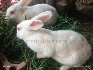 খরগোশ প্রেগন্যান্ট