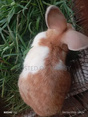 Pregnant Rabbit