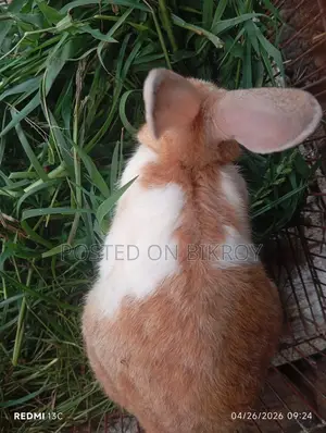Pregnant Rabbit