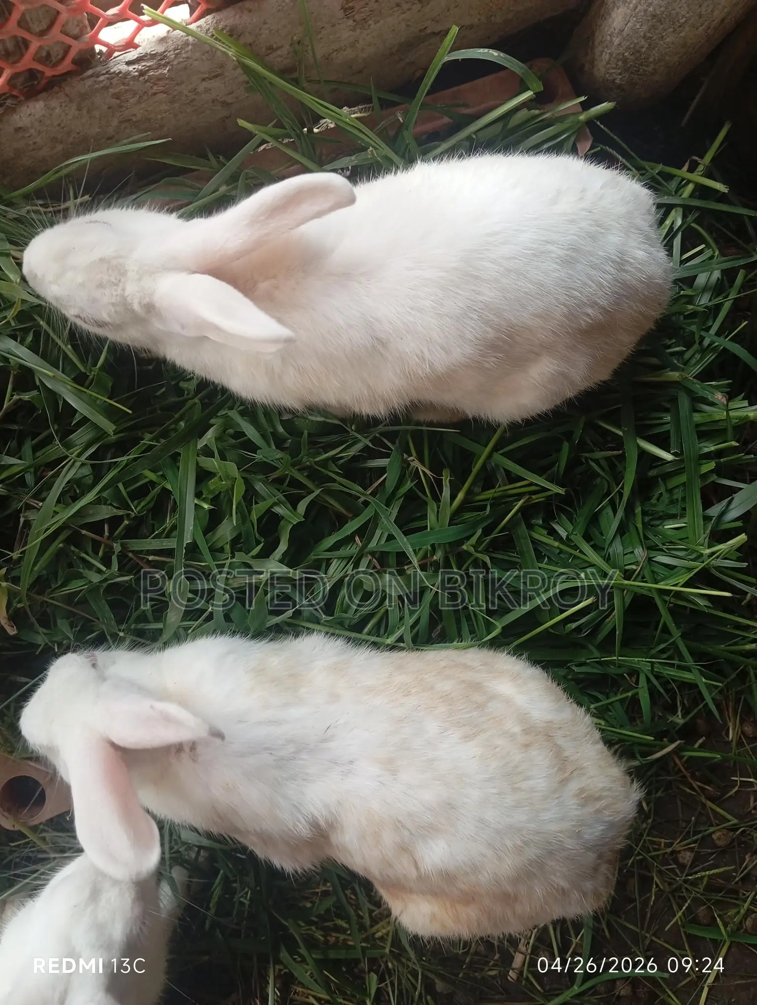 Pregnant Rabbit