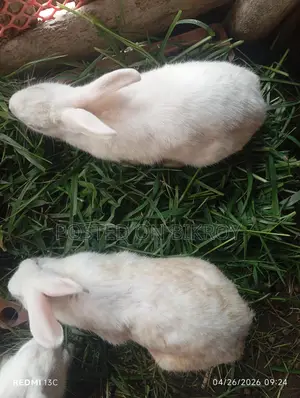 Pregnant Rabbit