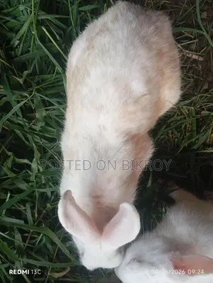 Pregnant Rabbit