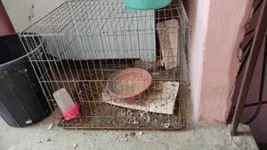 পাখির খাচা