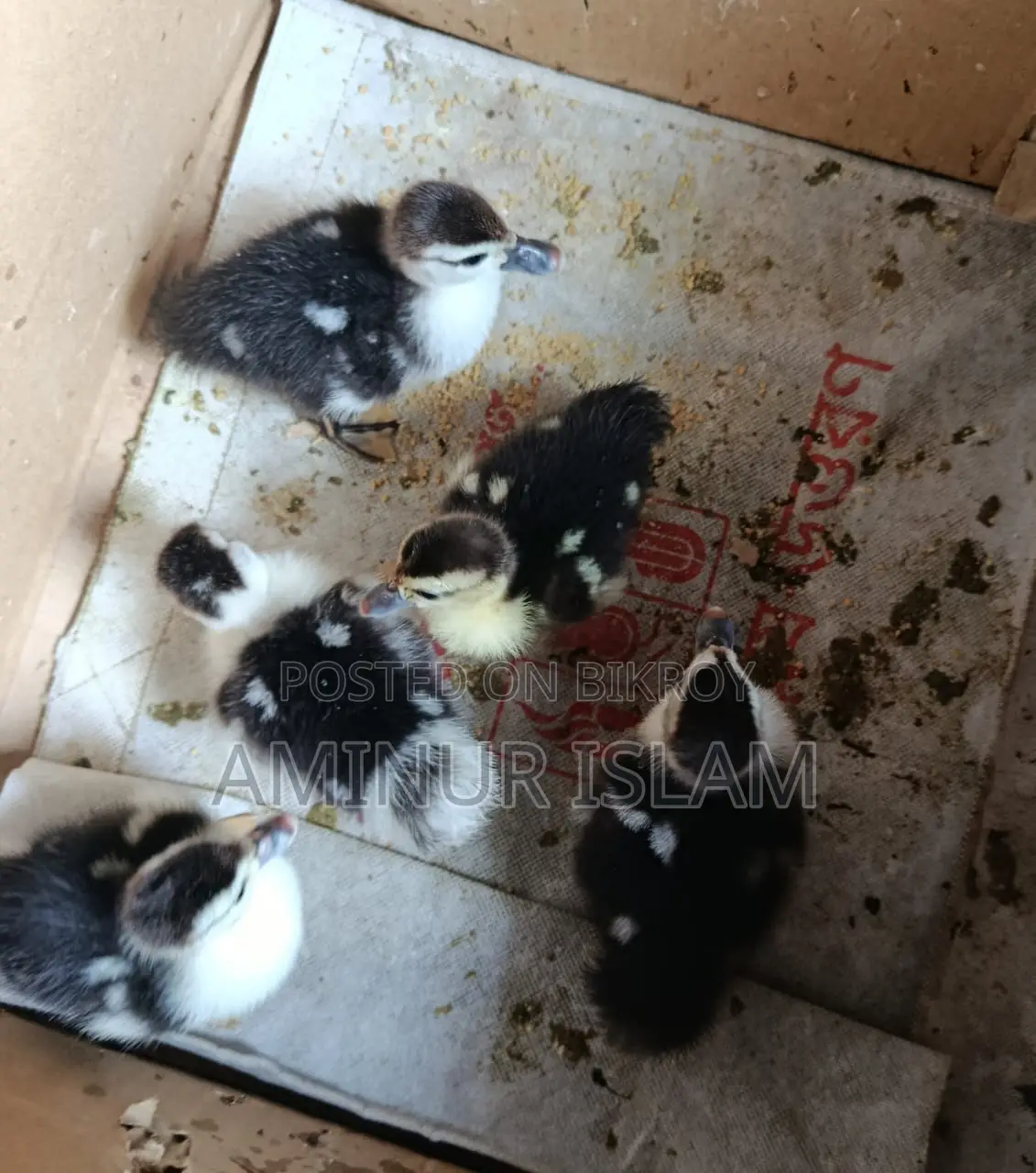 Chinese Ducklings for Sale
