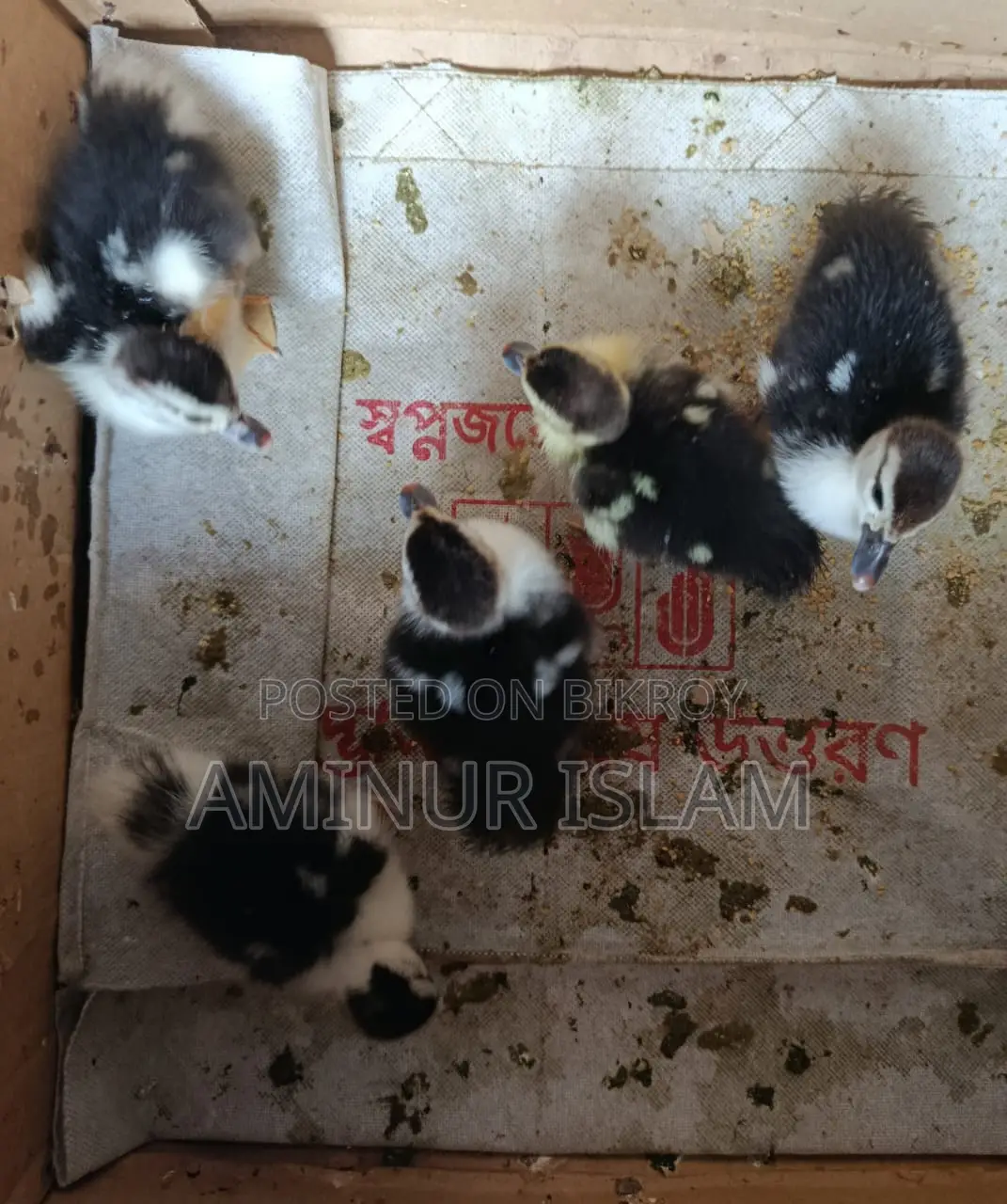 Chinese Ducklings for Sale