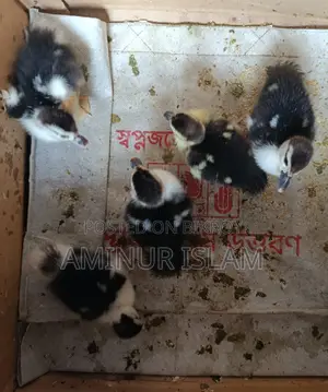 Chinese Ducklings for Sale