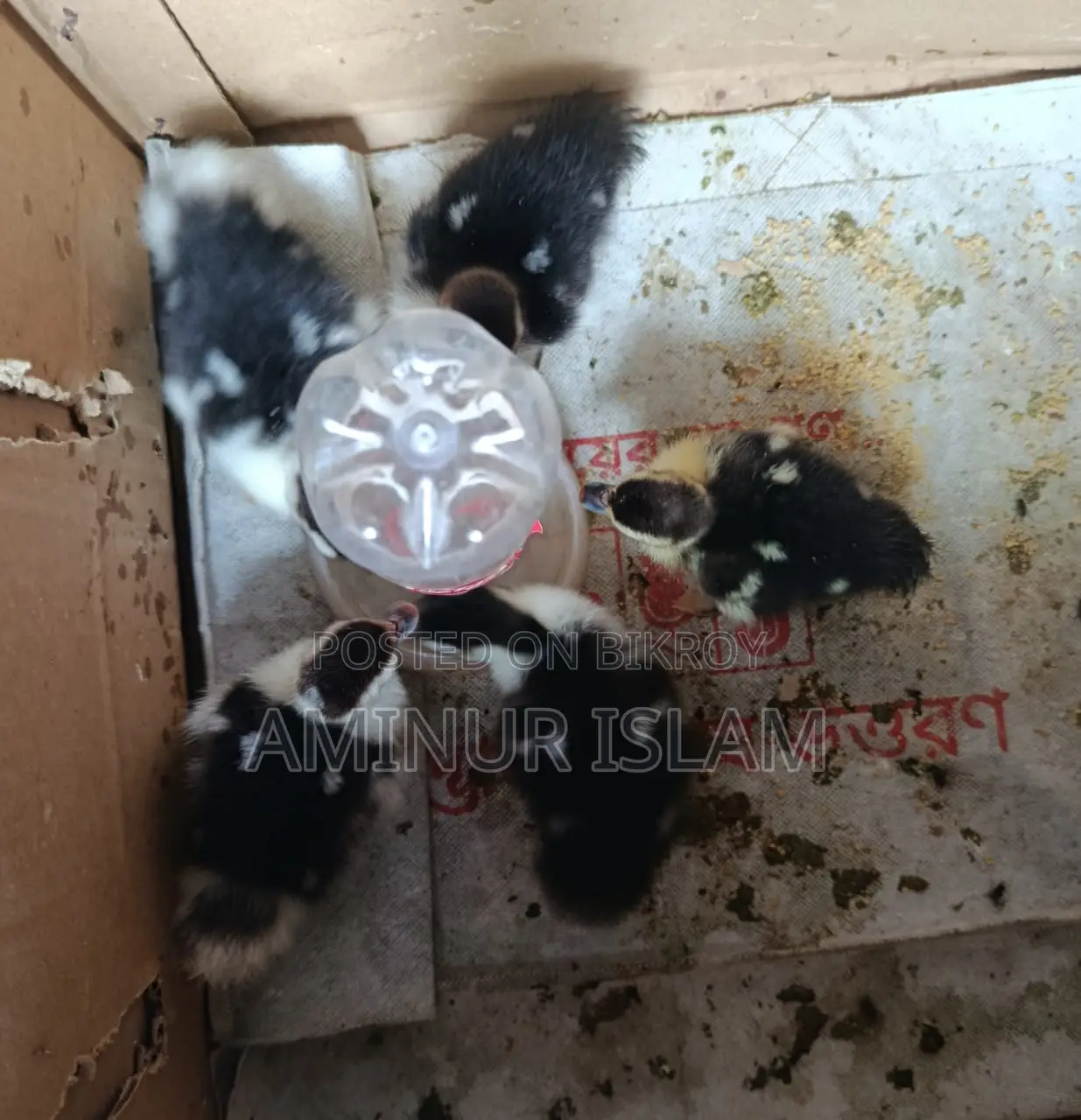 Chinese Ducklings for Sale